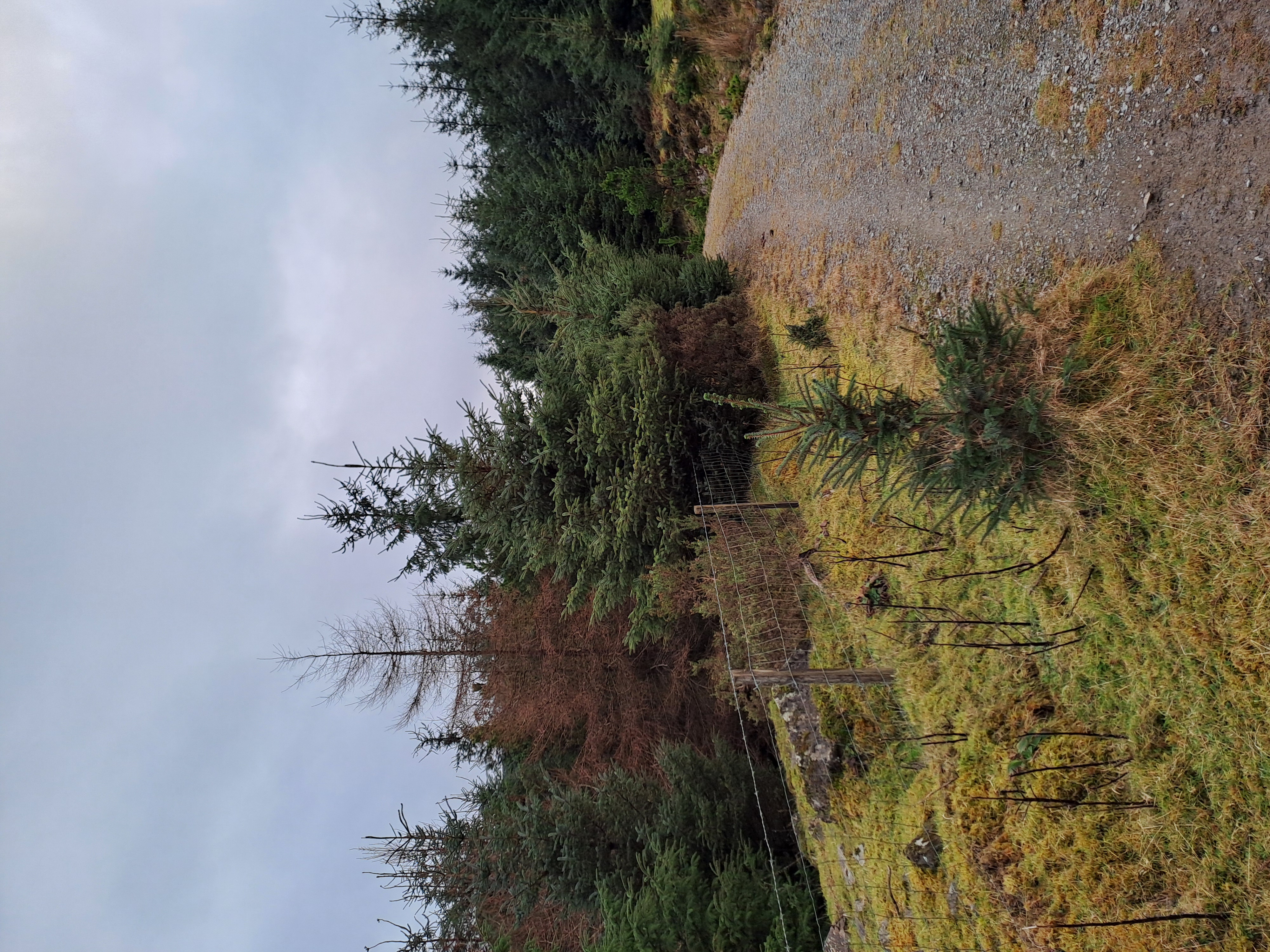 An image of a gravel path and pine trees on an overcast day. The pine trees are all roughly the same height and one or two are completley brown.